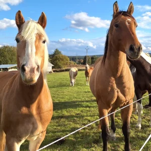 2 hodiny farmářem: péče o koně a další zvířátka
