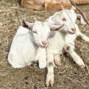 Život na statku: komentovaná prohlídka pro 1-6 osob