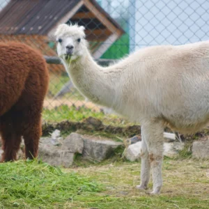 Zoo koutek Bezděz Dvůr: kapybara