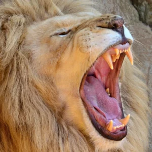 Zoo Plasy: krmení zvířat i ošetřovatelem na zkoušku