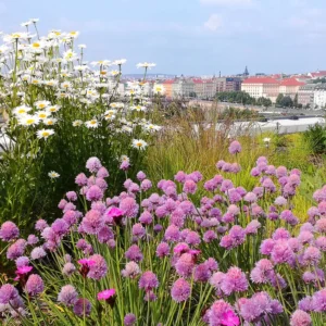 Zkrášlení zahrady: odborné konzultace na místě